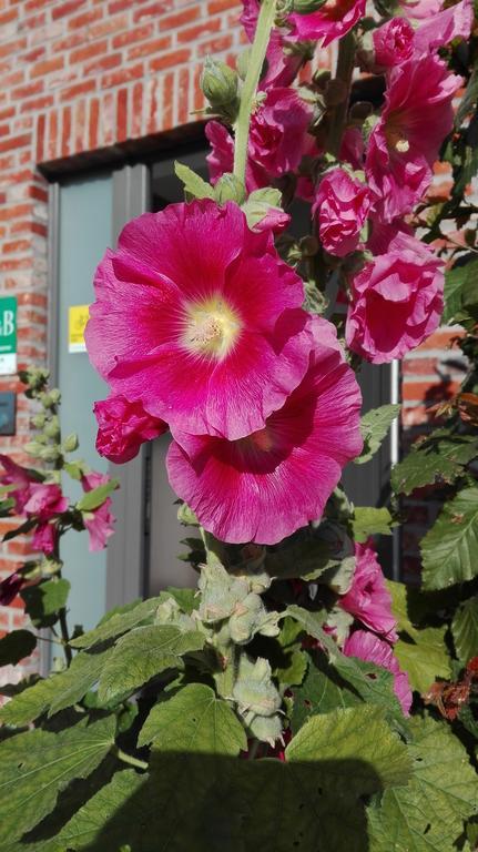 B&B De Grote Plaats Hoogstraten Exterior foto